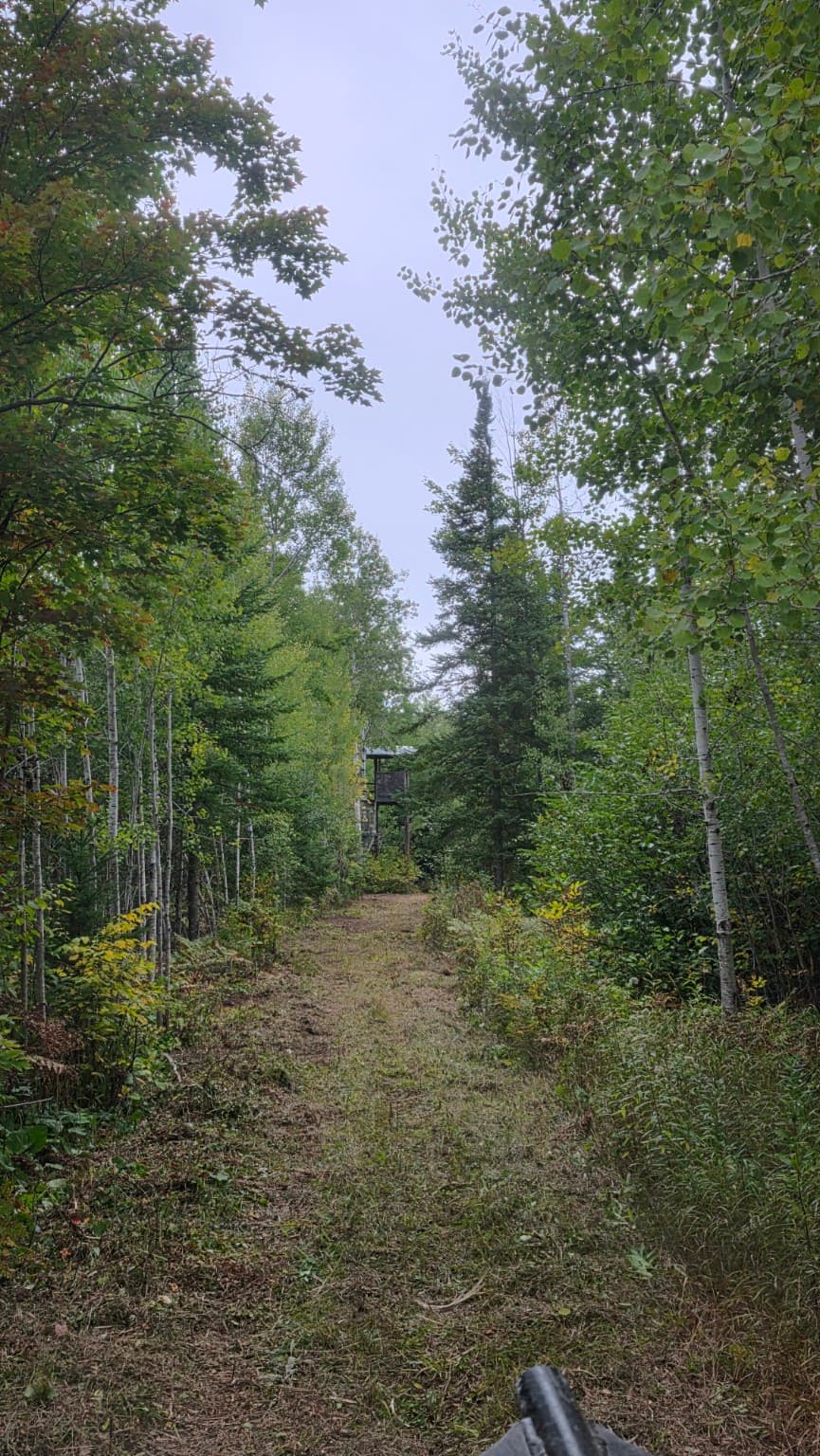 Narrow grassy path through a dense green forest leading to a distant wooden hunting stand.