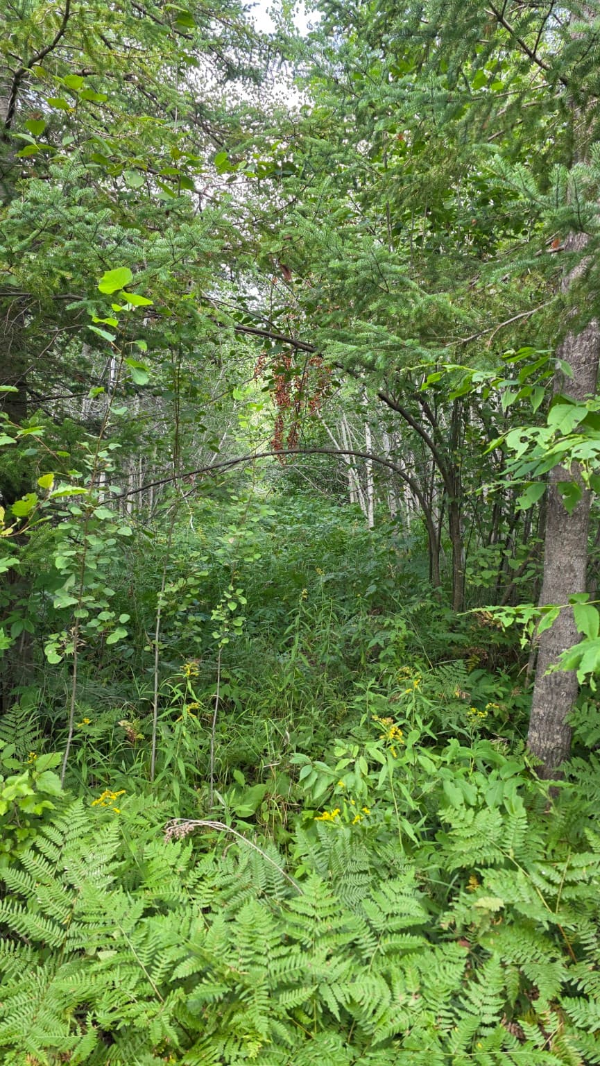 Lush green woodland with ferns and yellow wildflowers framing a narrow path through dense trees.