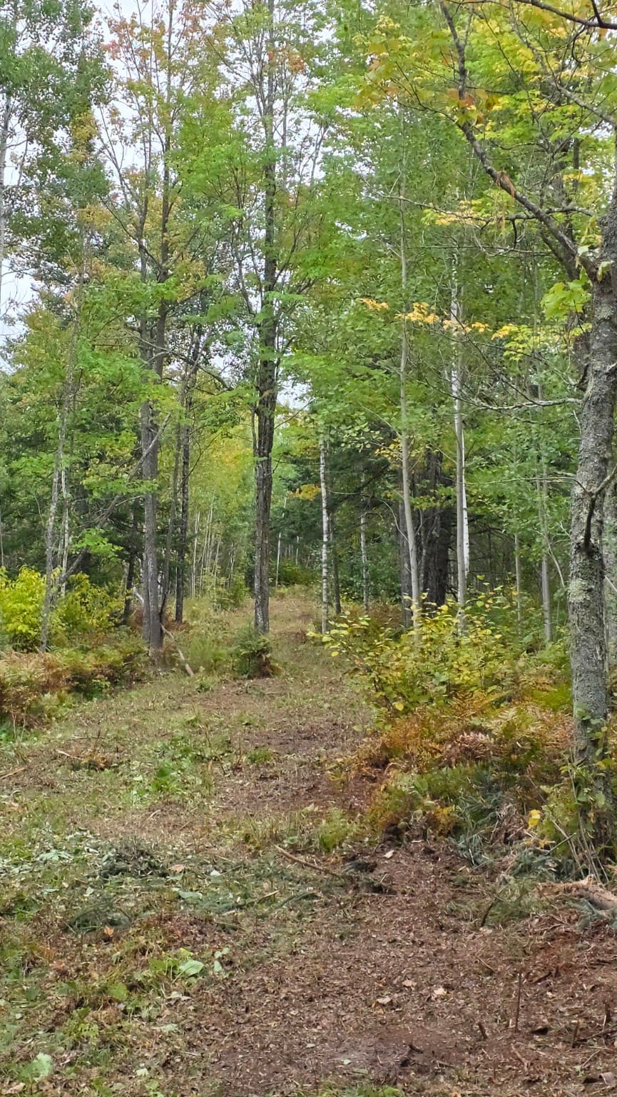 A narrow dirt trail winds through a lush green forest with tall, slender trees.