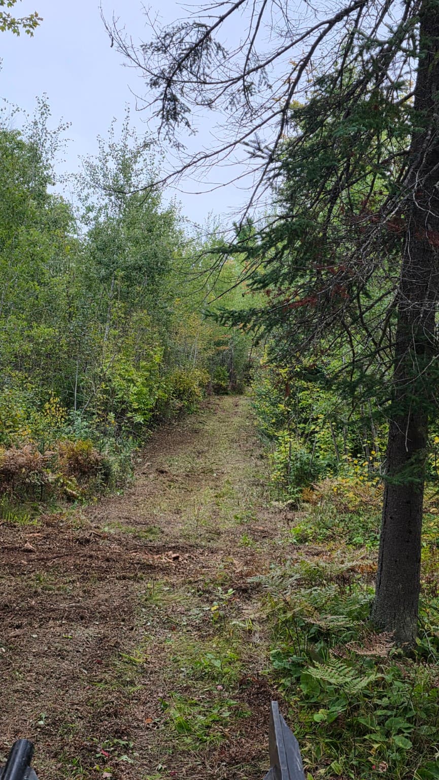 A narrow, cleared trail winds through a dense green forest with ferns and tall trees.