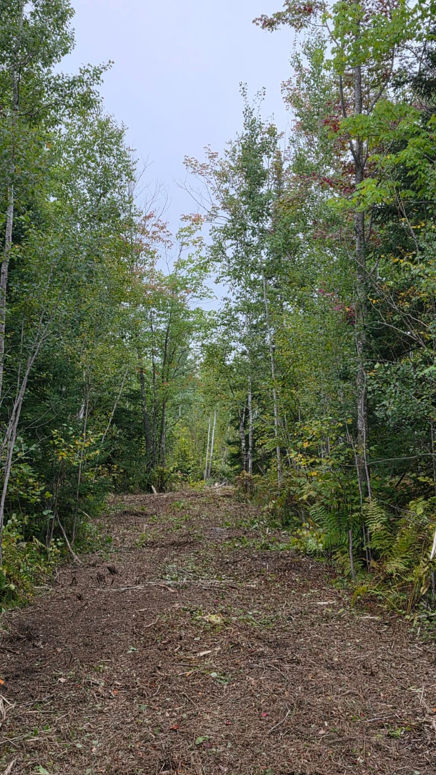 A wide wood chip path winds through a dense green forest under an overcast sky.