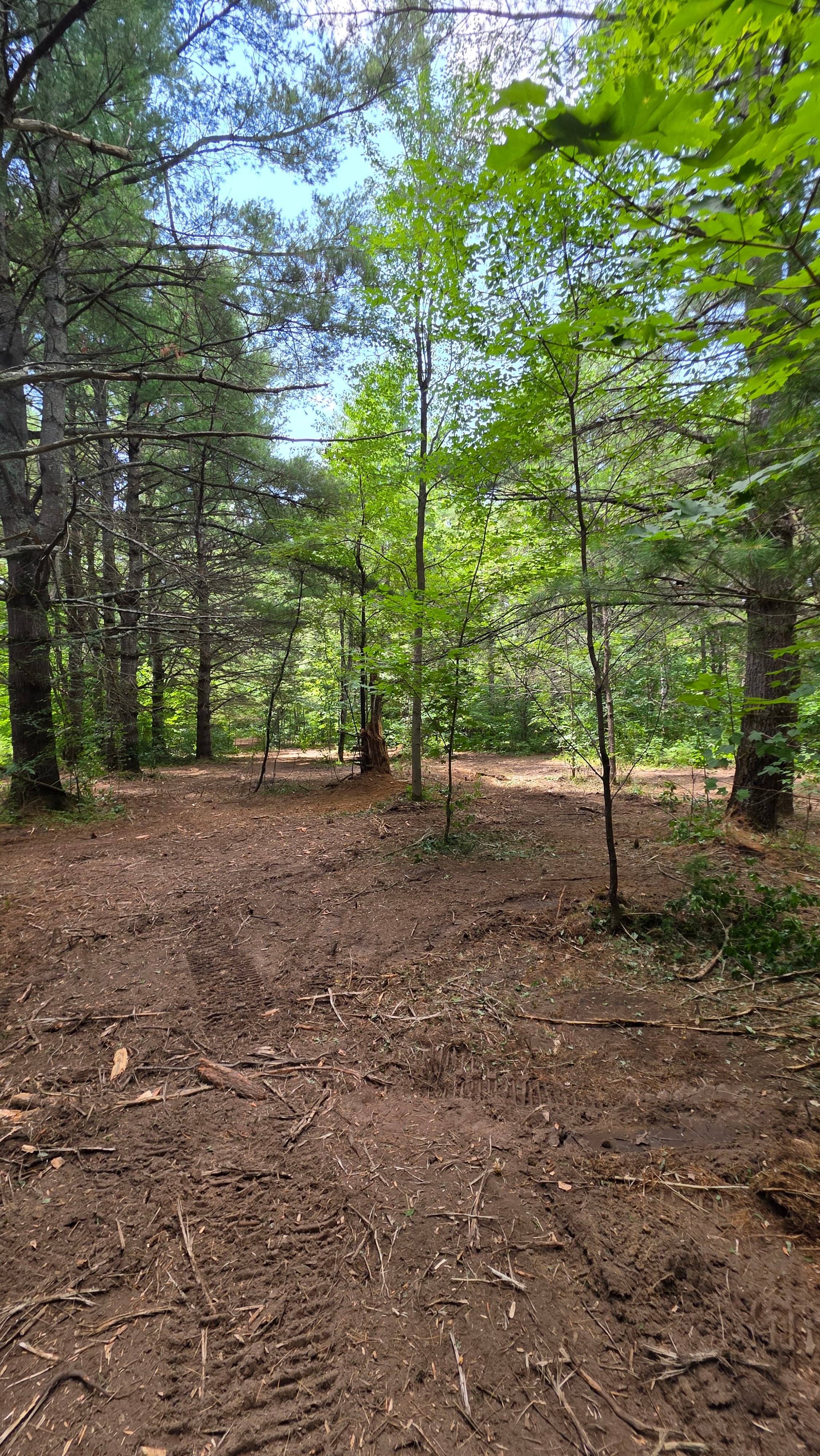 Muddy ground with tire tracks in a sunlit forest clearing surrounded by tall green trees.