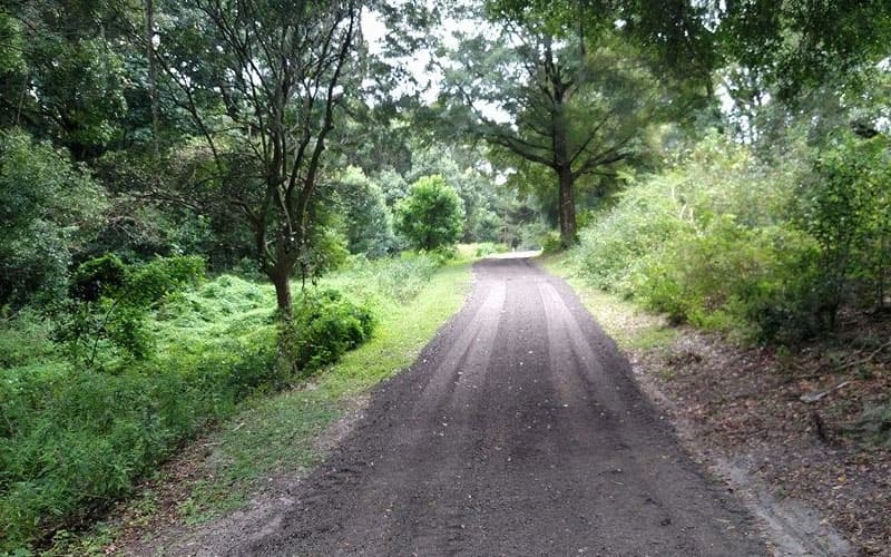 Dirt road with tire tracks winding through a lush green forest with dense foliage.