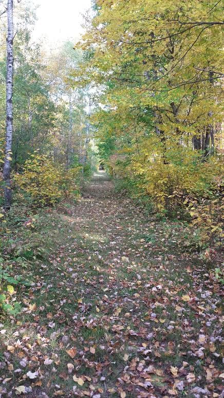 A narrow forest path covered in fallen leaves, surrounded by yellow and green autumn trees.